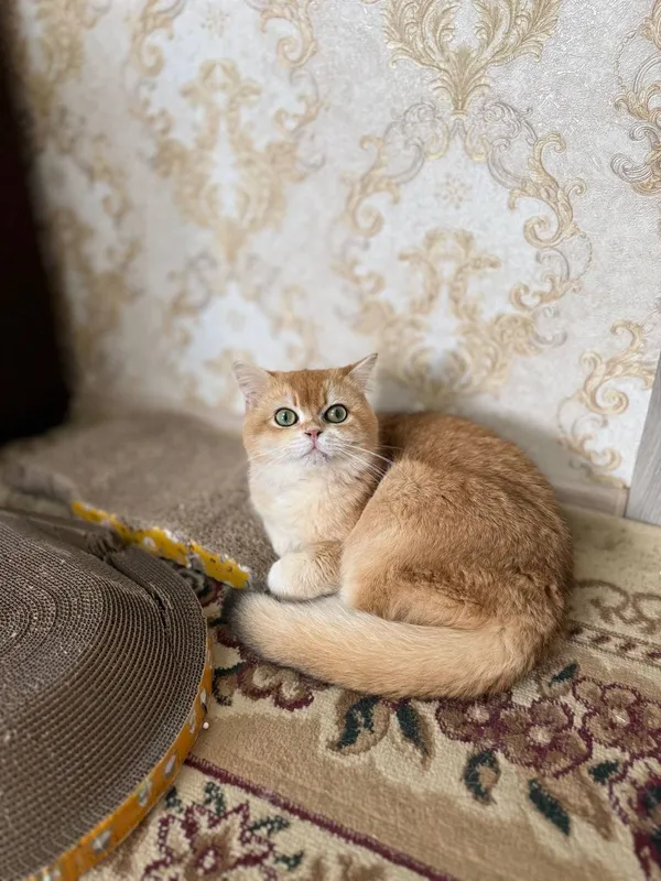 Zalataya shinshilla ny12 Vyaska 1 Zalataya shinshilla ny12 Vyaska 1