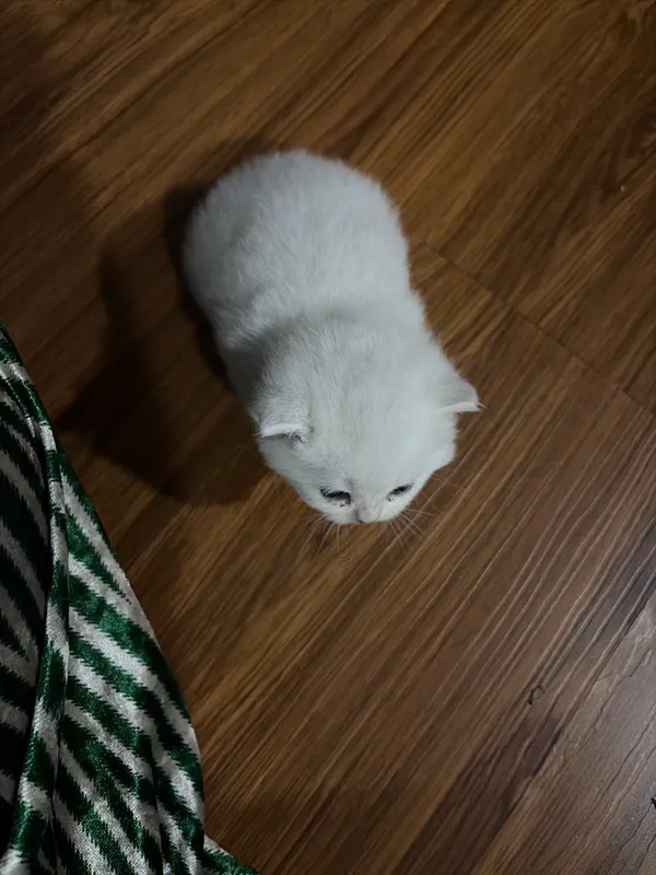Котёнок 2 Котёнок 2