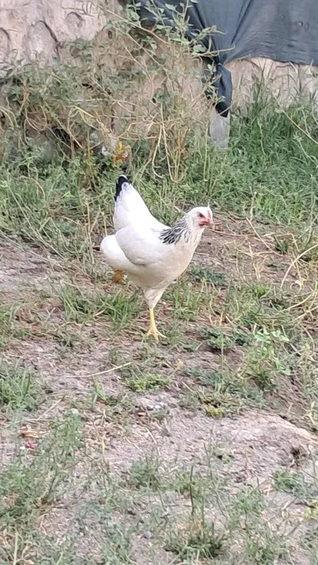 Zottor tovuqlar sotiladi 3 Zottor tovuqlar sotiladi 3