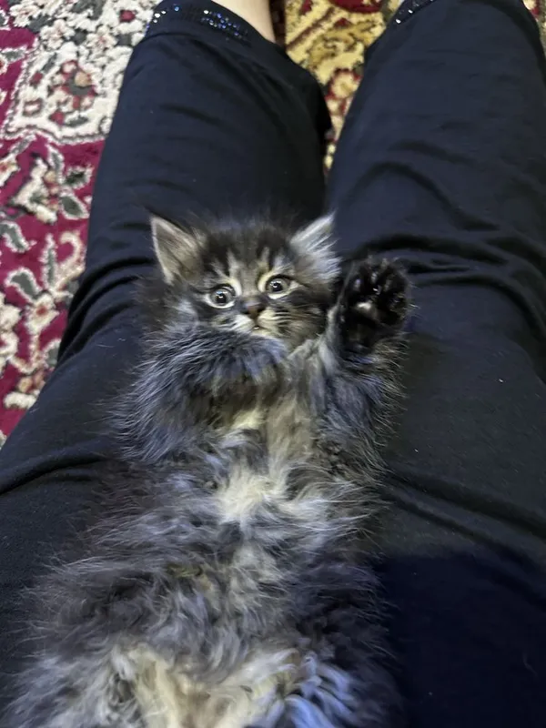 Продаётся котёнок — фото 5