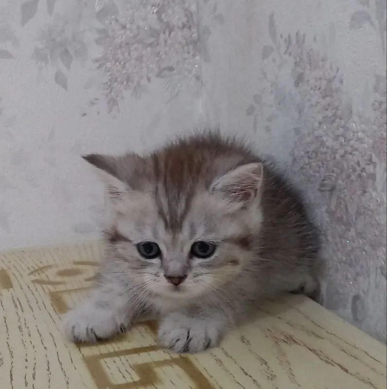 Упитанный котёнок продаётся 1