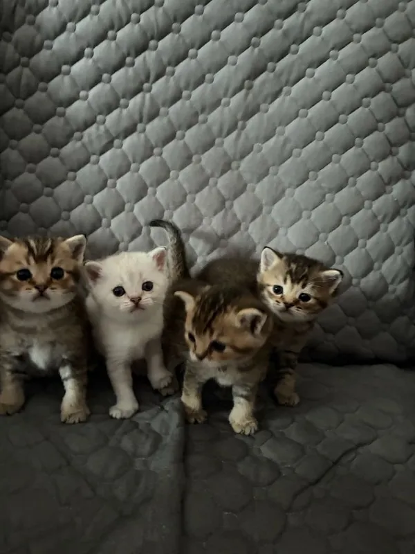 продаются котята шотланские шиншилы 1 продаются котята шотланские шиншилы 1