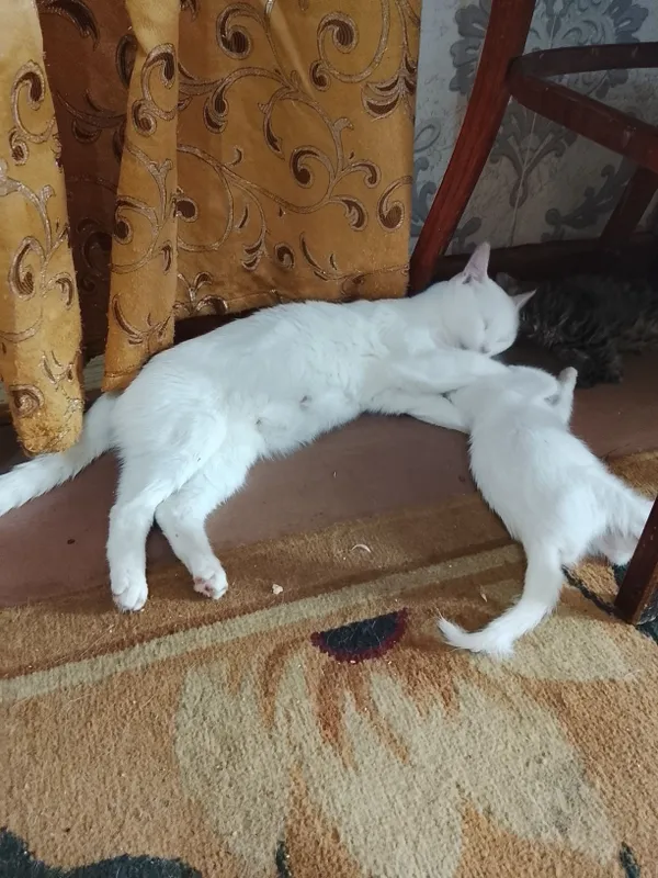 Продаются котята 2 Продаются котята 2