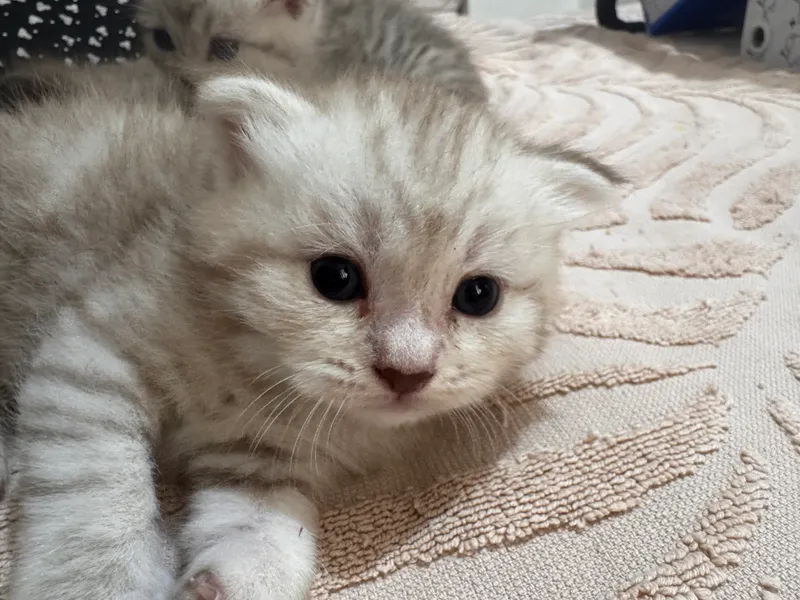 Продается срочно котенок скоттиш фолд