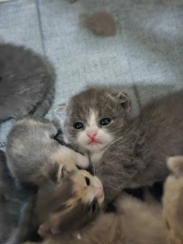 Продаётся породистые котята — фото 6