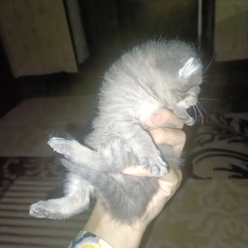 Новорожденные британские котята