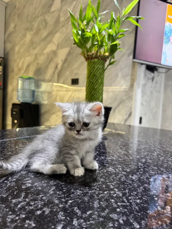 Продаются котята 3 Продаются котята 3