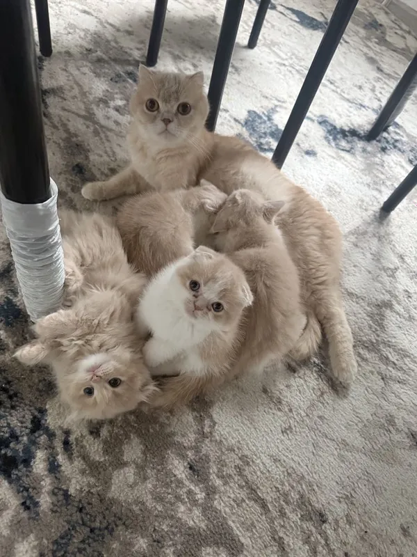 Шотландиский кошки котята продам срочно