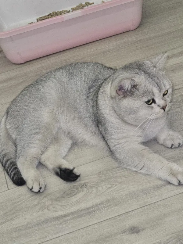 Шиншилла окраски ли кошка 3 Шиншилла окраски ли кошка 3