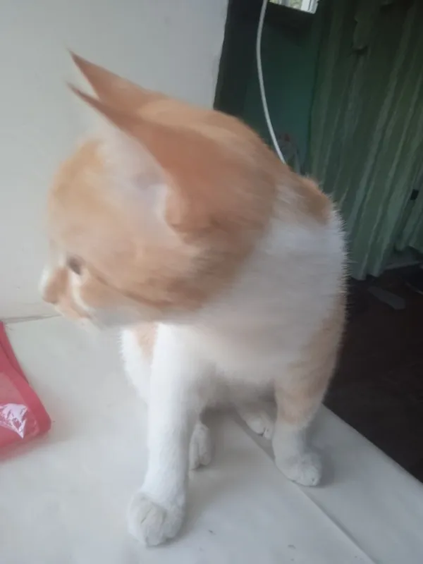 Uy mushuk sotiladi 2 Uy mushuk sotiladi 2