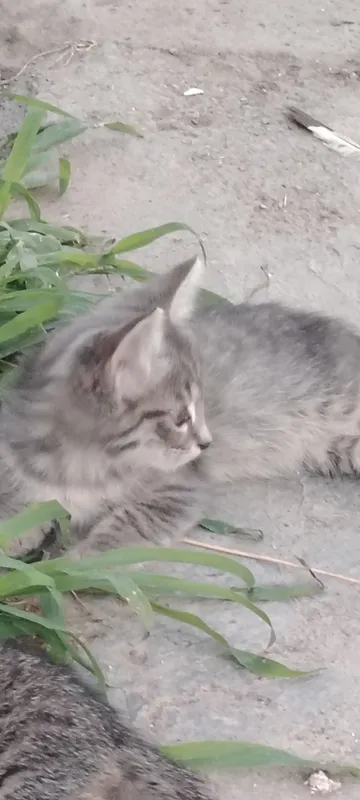 Котята в хорошие руки 1