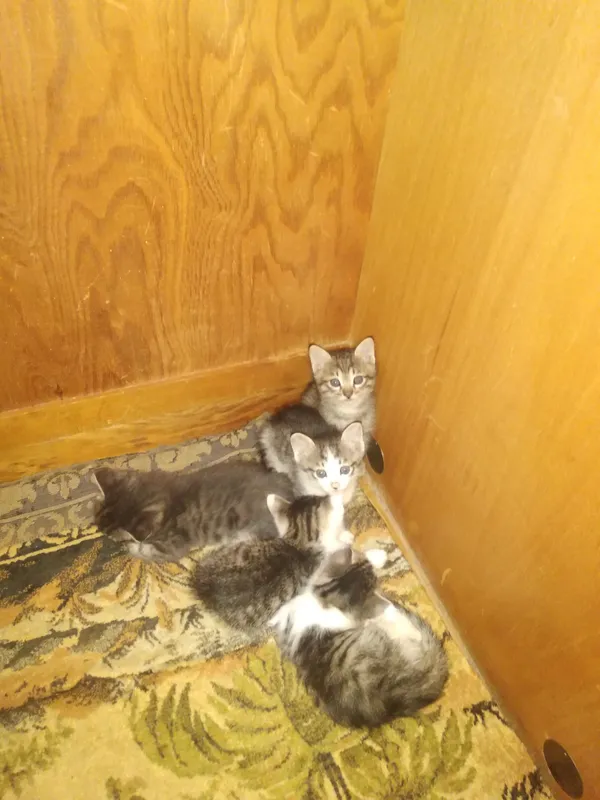 шотландские котята от охотничьей кошки — фото 6