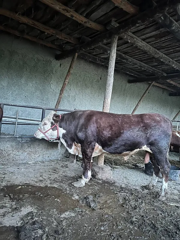 Gireford buqqasi sotiladi 3