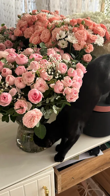 Котята в добрые руки 2 Котята в добрые руки 2