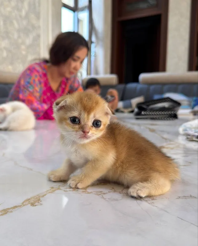 Шиншилла котёнок 3 Шиншилла котёнок 3