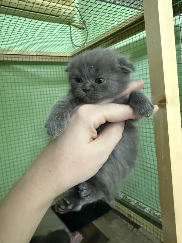 Катята скоттиш фолд и страйт — фото 2
