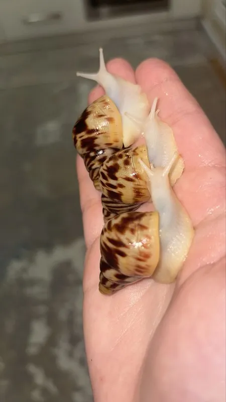 Retikulyata albinos 4-4,5 sm ideal — фото 2
