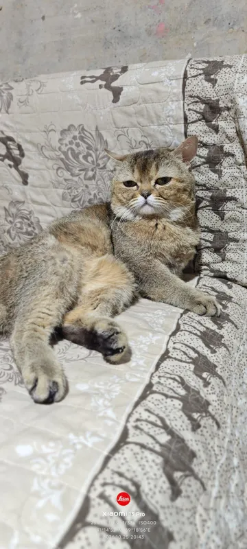 mushuk sotiladi zotdor erkak 2