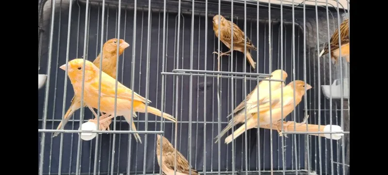 Канарейкалар узимизникилар