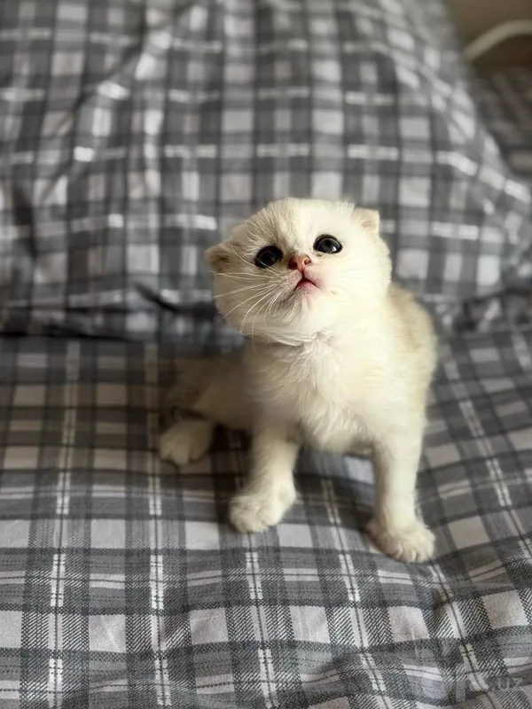 Продаются котята 1 Продаются котята 1