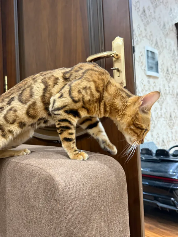 Бенгальский чистокровный кот