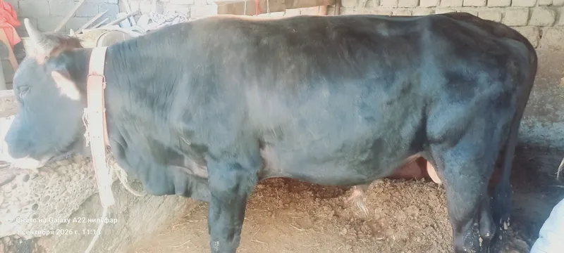 Mol sotiladi navos 3 Mol sotiladi navos 3