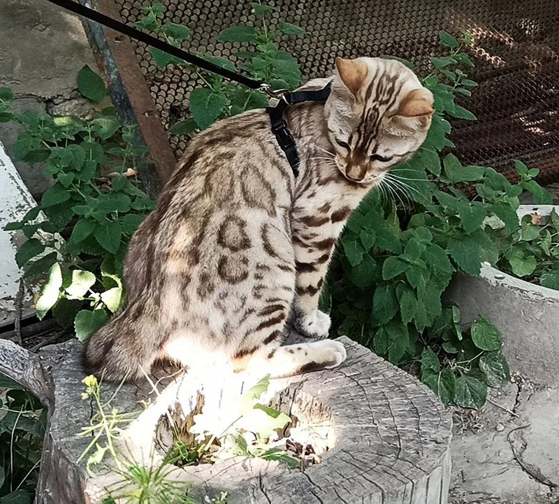 срочно кошка — фото 1