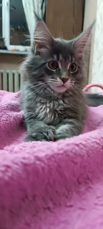 Meyn-kun zotidagi mushukchalar sotiladi! 1 Meyn-kun zotidagi mushukchalar sotiladi! 1