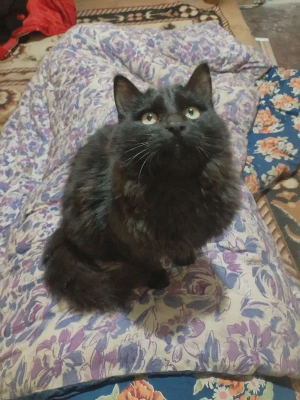 Aralash zotdor (gibrid) oʼgʼil bola mushugimiz Hadyaga beriladi.