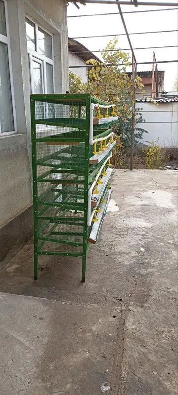 Bedana boqishga kataklar 4