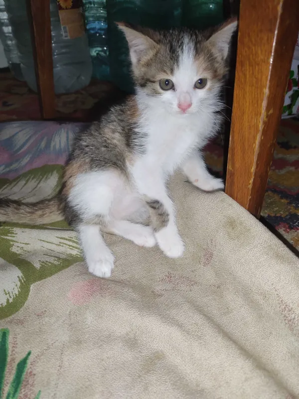 Mushuk hadiya qilaman
