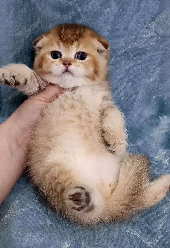 Продаётся чистокровный шотландский котёнок скоттиш фолд