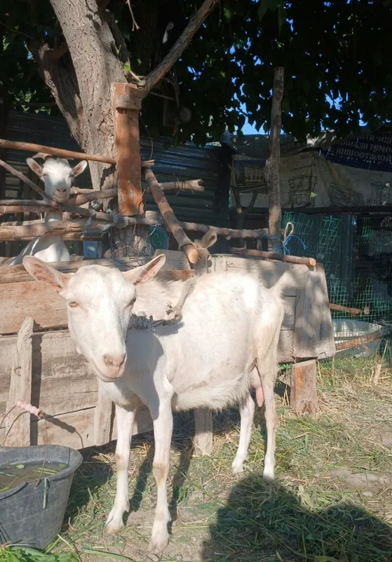 (Zanen) zotli, sut yo‘nalishidagi echki sotiladi. 1 (Zanen) zotli, sut yo‘nalishidagi echki sotiladi. 1