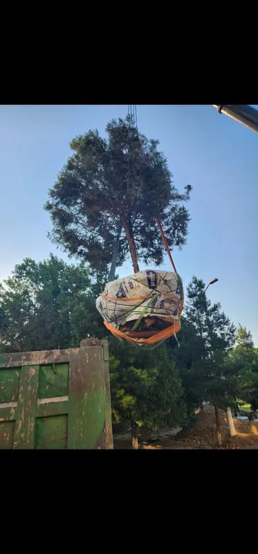 Пересадка деревьев Дарахт кучириш Ландшафт хизматлари