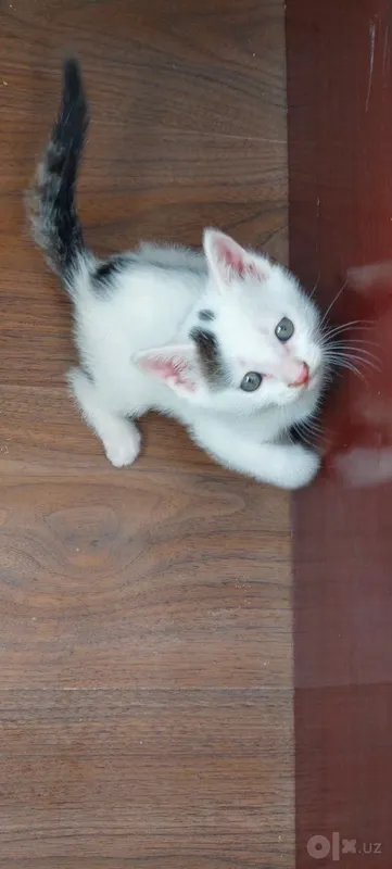 Котята бесплатно 4 Котята бесплатно 4