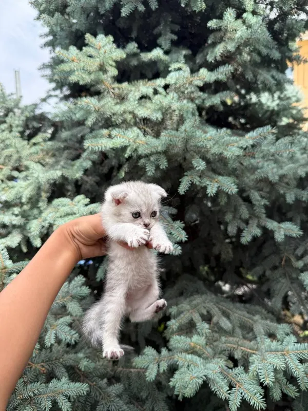 Шиншилла скотиш фолд — фото 1