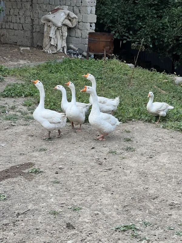 Gʻozlar sotiladi