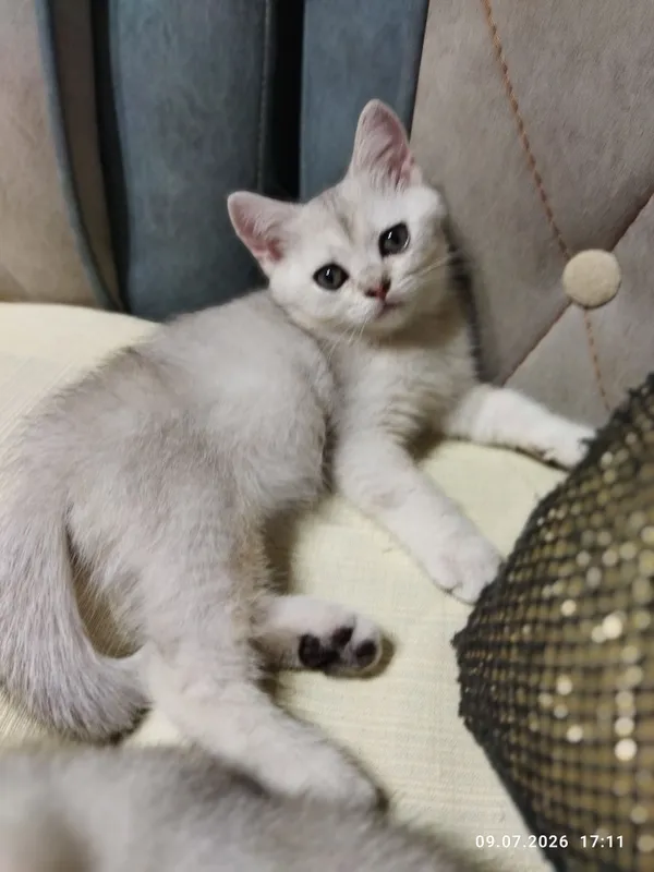 продажа шотланских котят 7