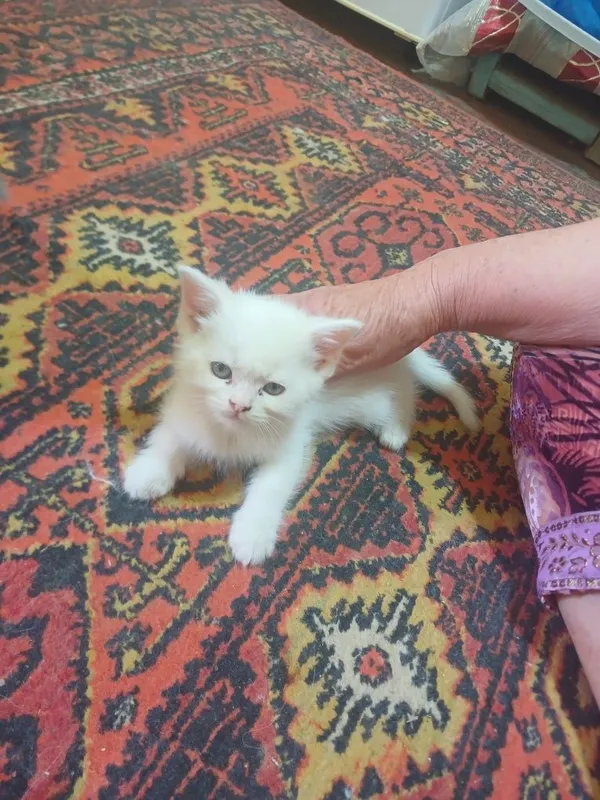 Продаются кошки с детьми 4 Продаются кошки с детьми 4