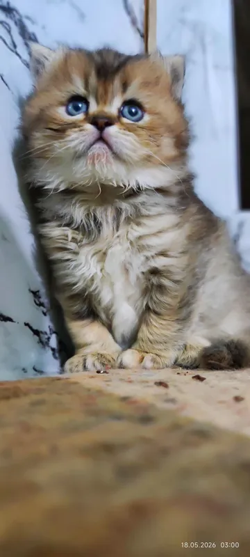 Котята шотландские шиншиллы