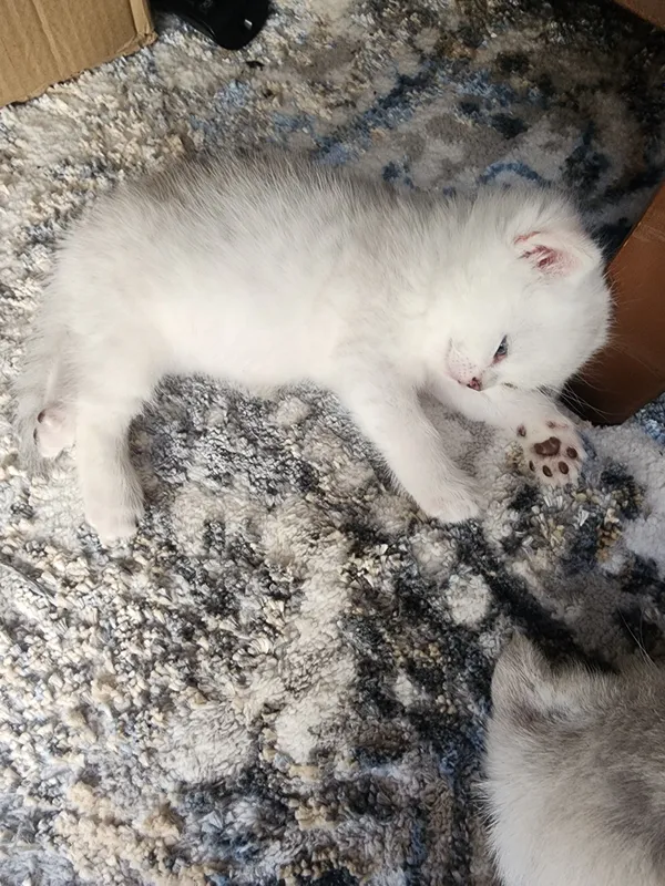 Scottish Fold, 1,5-месячные, 3 котёнка. 4 Scottish Fold, 1,5-месячные, 3 котёнка. 4