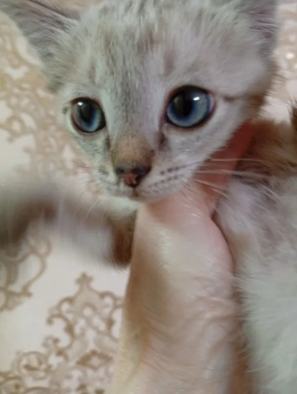 BEPUL, LINX POINT, zotli mushukchasi 1,5 oylik, o‘g‘il 2 BEPUL, LINX POINT, zotli mushukchasi 1,5 oylik, o‘g‘il 2