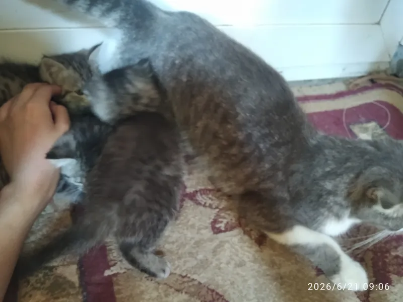 Ona va bola mushuk xadya qilamiz
