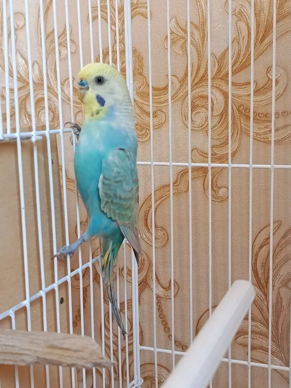 radujniy para sotiladi nolofka 450min 1 radujniy para sotiladi nolofka 450min 1