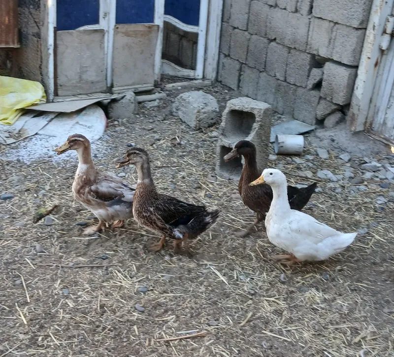 O'rdak bolalari sotiladi soni 4dona 4 oylik 3 O'rdak bolalari sotiladi soni 4dona 4 oylik 3