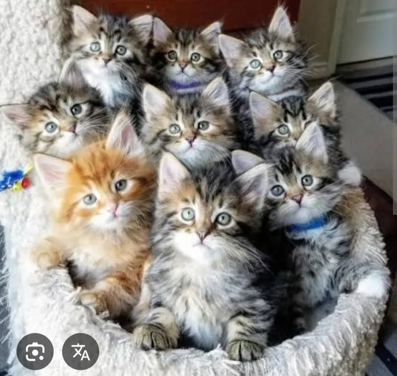 Бесплатно котята разные в хорошие руки 1