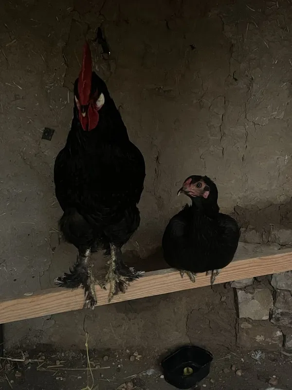 Tovuq xoroz bir joyga sotiladi