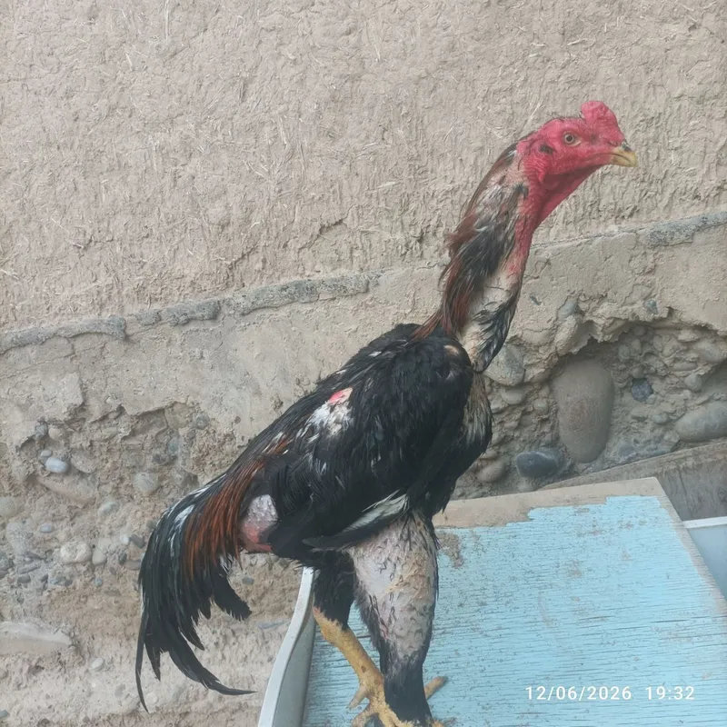 Pravaznoy horoz sotiladi zori toza narsa 4