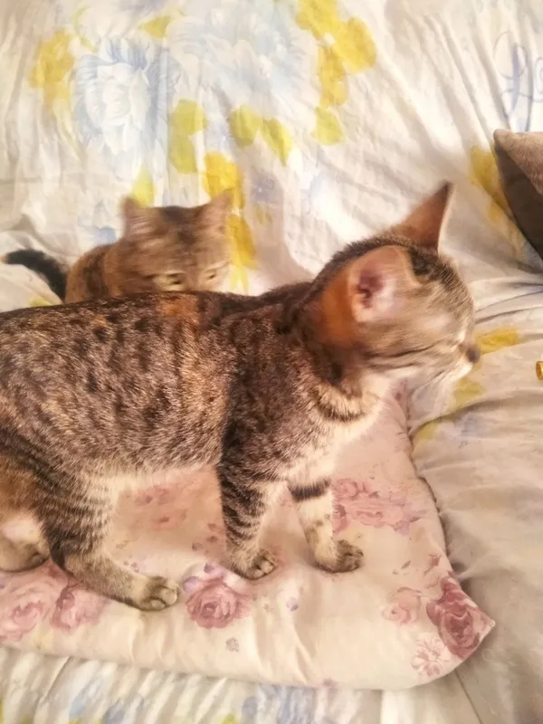 Котята даром 5 Котята даром 5