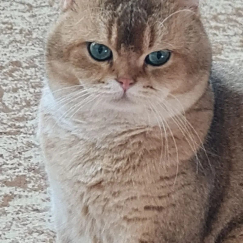 Вислоухие котята. Скотиш фолд — фото 5